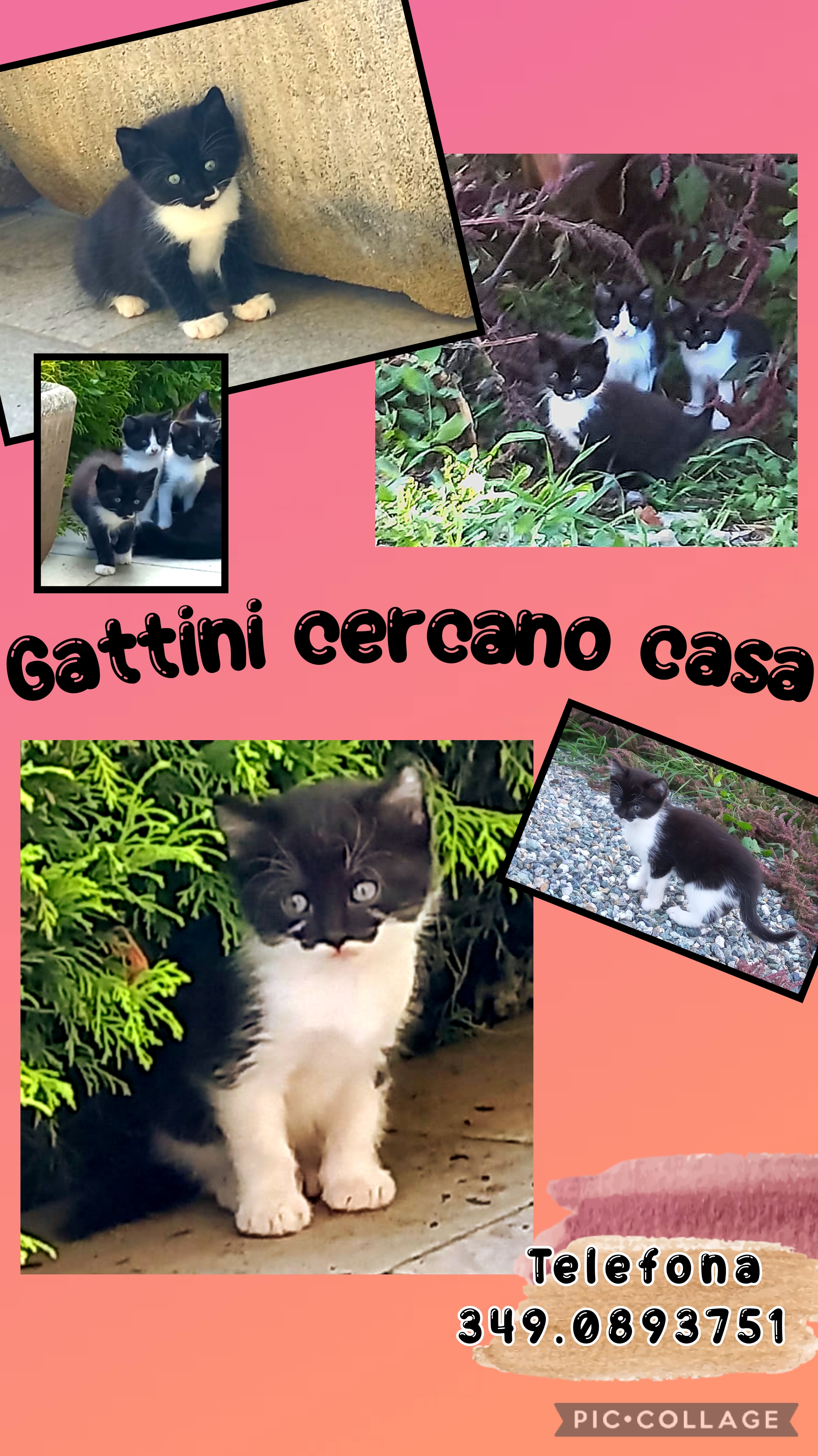 gattini in regalo in toscana